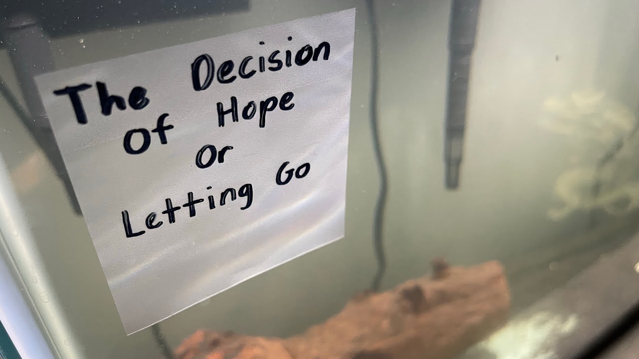 The Decision of Having Hope Or Letting Go. - Yap Session #1
