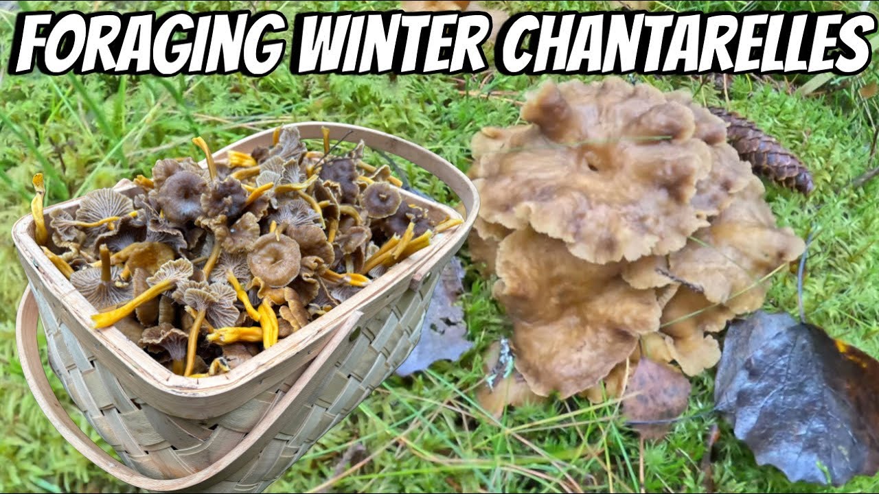 BASKET FULL OF WINTER MUSHROOMS | THE LINDEMANS
