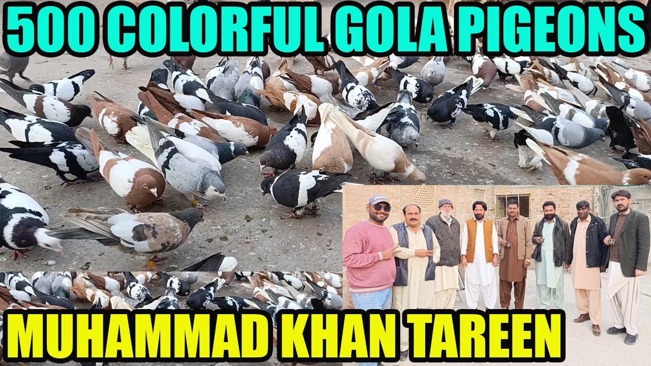 500 Colorful Gola Pigeons Loft Muhammad Khan Tareen Multan Rangeen Kabooter Larrayya Basir Hashmi