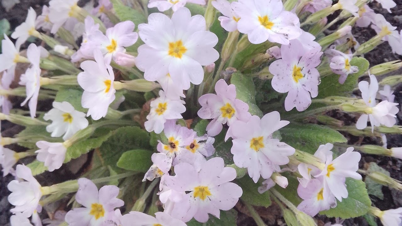 Що цвіте в північному саду на 15 березня⁉️Пішли покажу!🐝👭👫🧑‍🤝‍🧑
