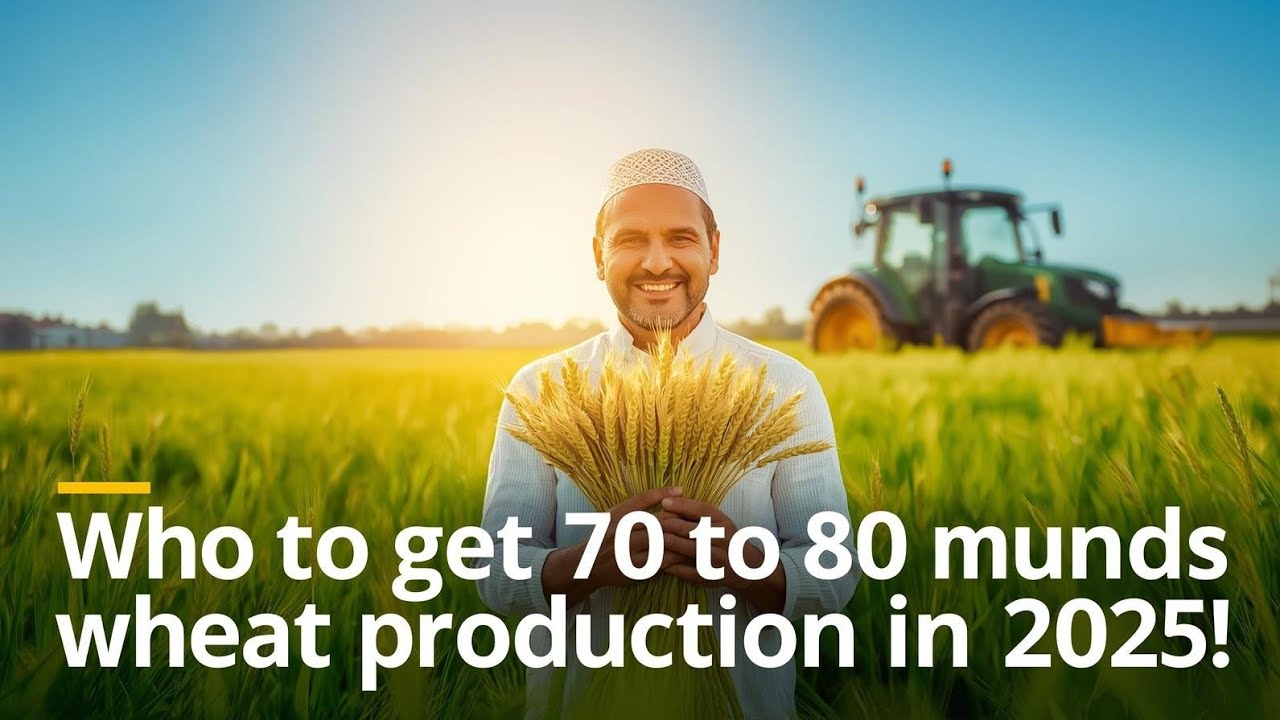 “Best Wheat Farming Tips 2025 | Increase Wheat Yield in Pakistan”#HighYieldWheat