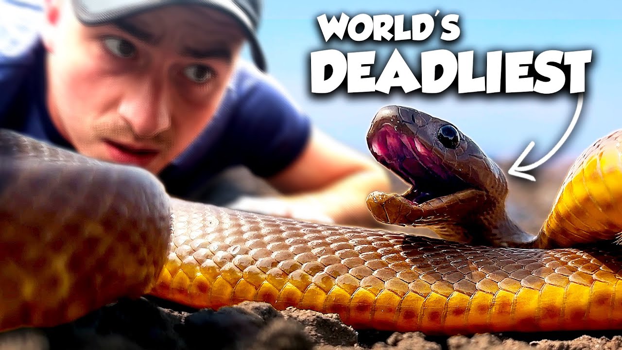 How Dangerous is the World's Most Venomous Snake?