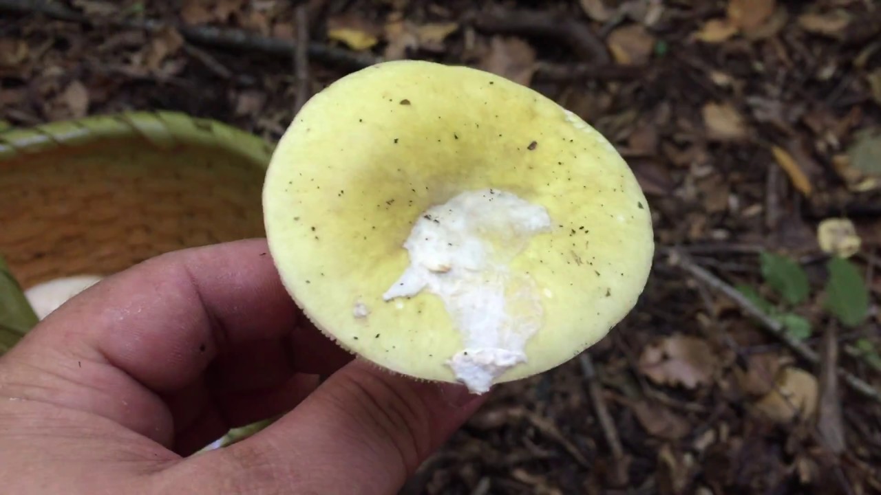 Ölüm meleği mantarı Amanita phalloides 07/10/2018