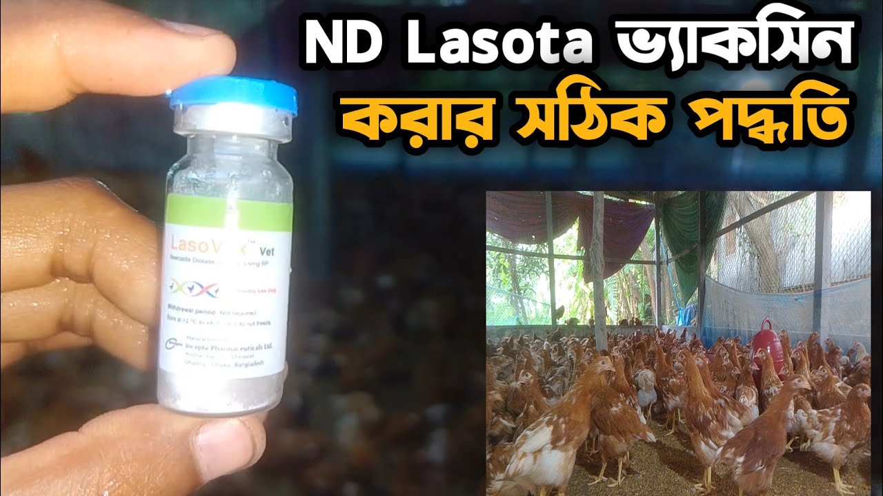 ND Lasota ভ্যাকসিন করার সঠিস পদ্ধতি।।৭৫ দিনে ND Lasota  ভ্যাকসিন করলাম।।BD Poultry Farm