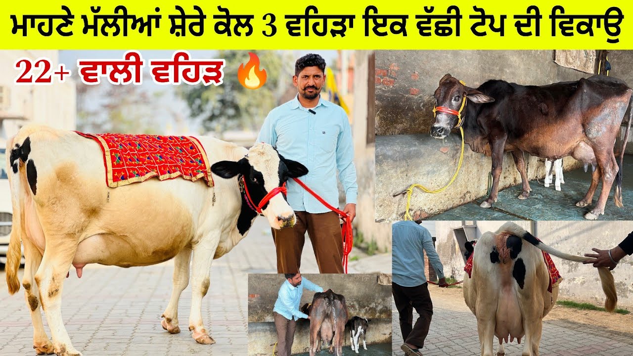 ਸ਼ੇਰੇ ਵੀਰ ਕੋਲ 3 ਵਹਿੜਾ ਵਿਕਾਊ 2 ਗੱਬਣ ਤਿਆਰ 1 ਤਾਜ਼ੀ ਸੂਈ ਮੁੱਲ ਬਿਲਕੁਲ ਜ਼ਾਇਜ ਪਿੰਡ ਮਾਹਣੇ ਮੱਲੀਆਂ ਤਰਨਤਾਰਨ 