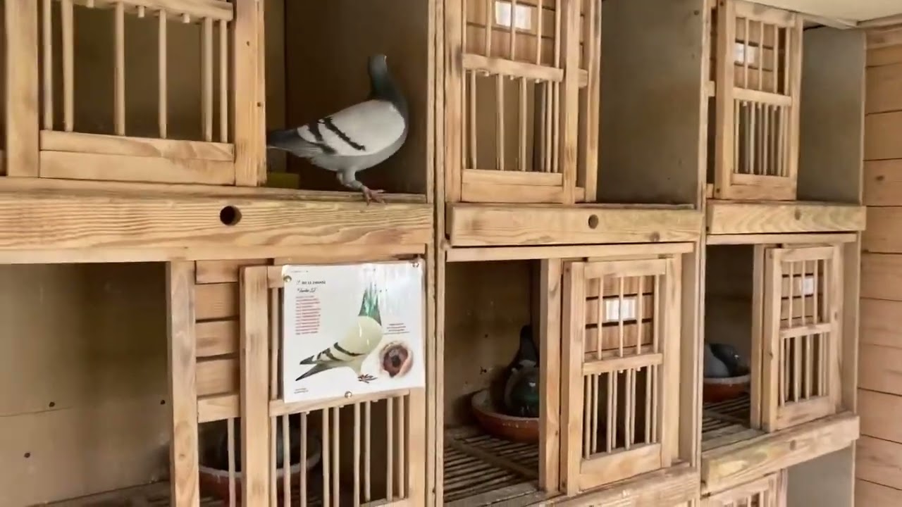Crescătoria de ReproducțieLoft Tulbiță Valentin R&acirc;mnicu Valcea 🇷🇴