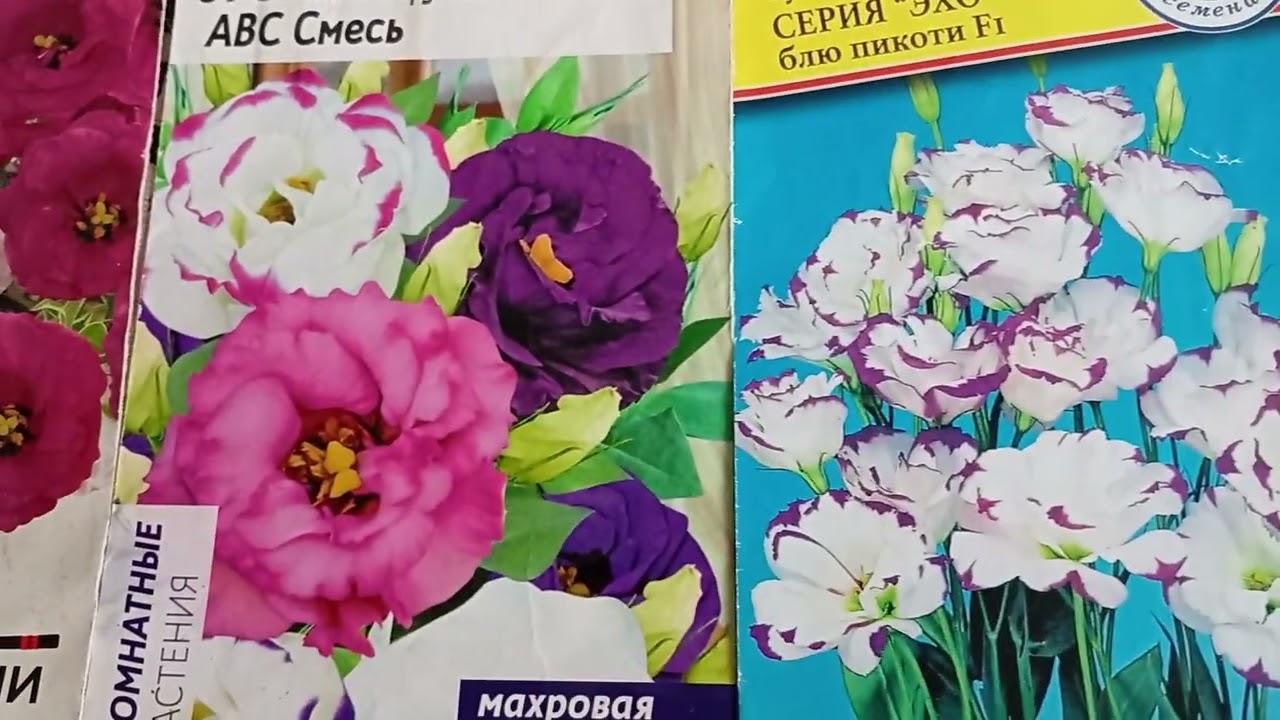  Эустома(Лизиантус), посев и немного о цветке. 
