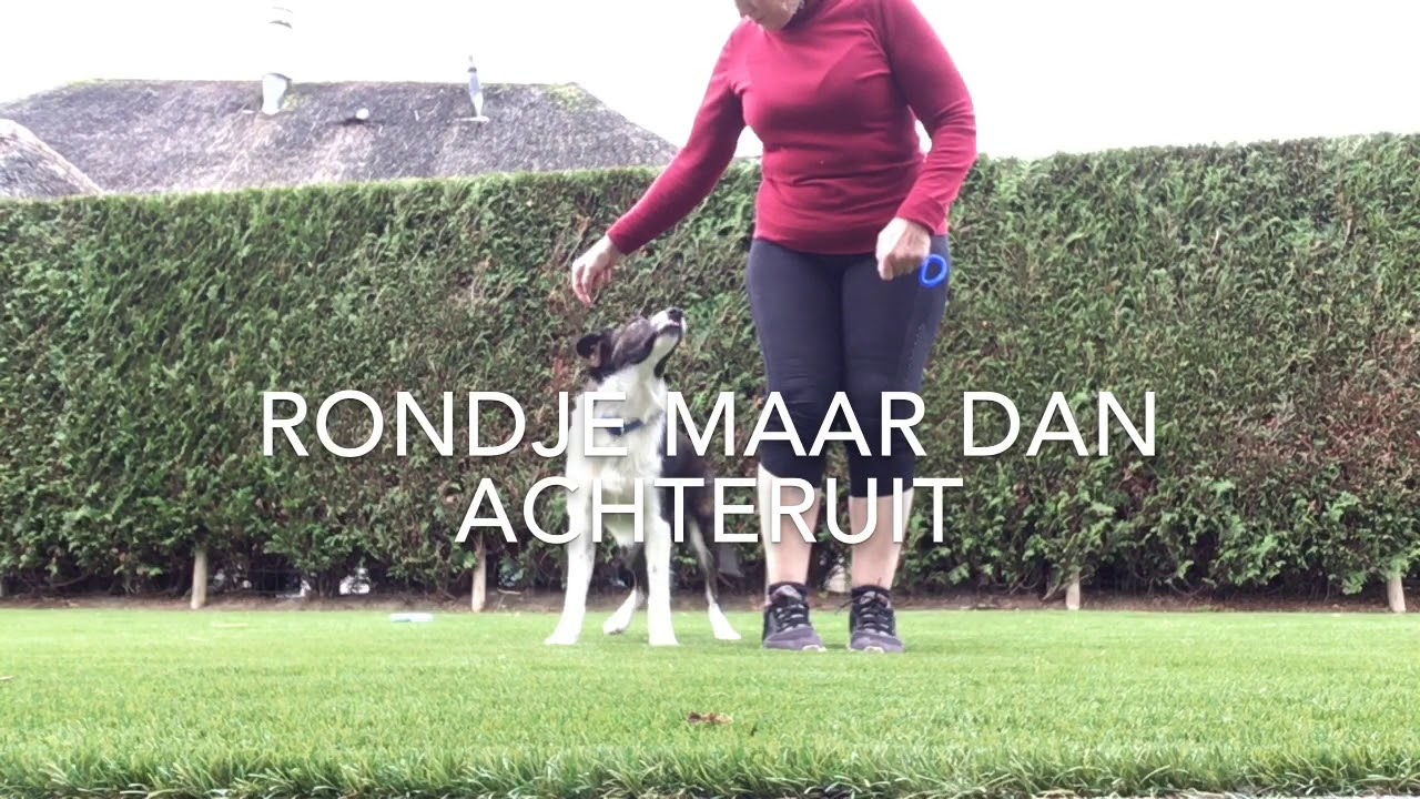Honden Training Achterpoten