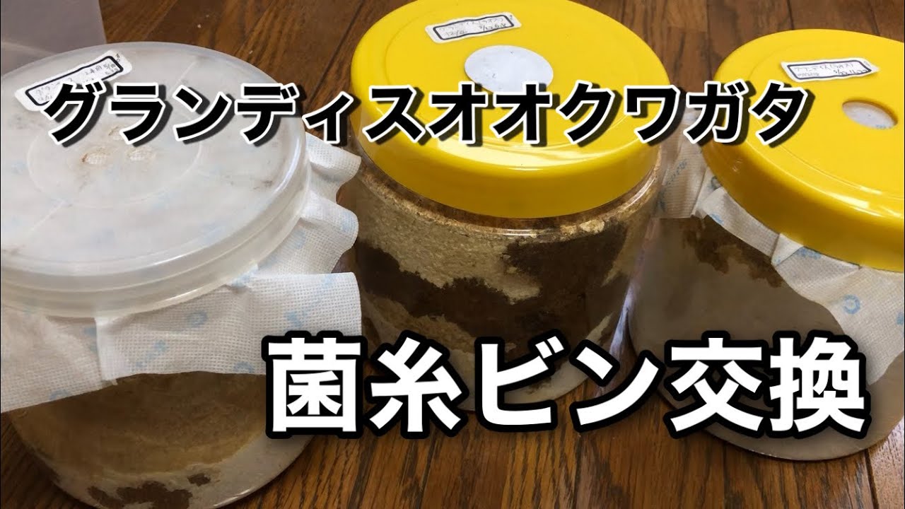 グランディスオオクワガタ　菌糸ビン交換！