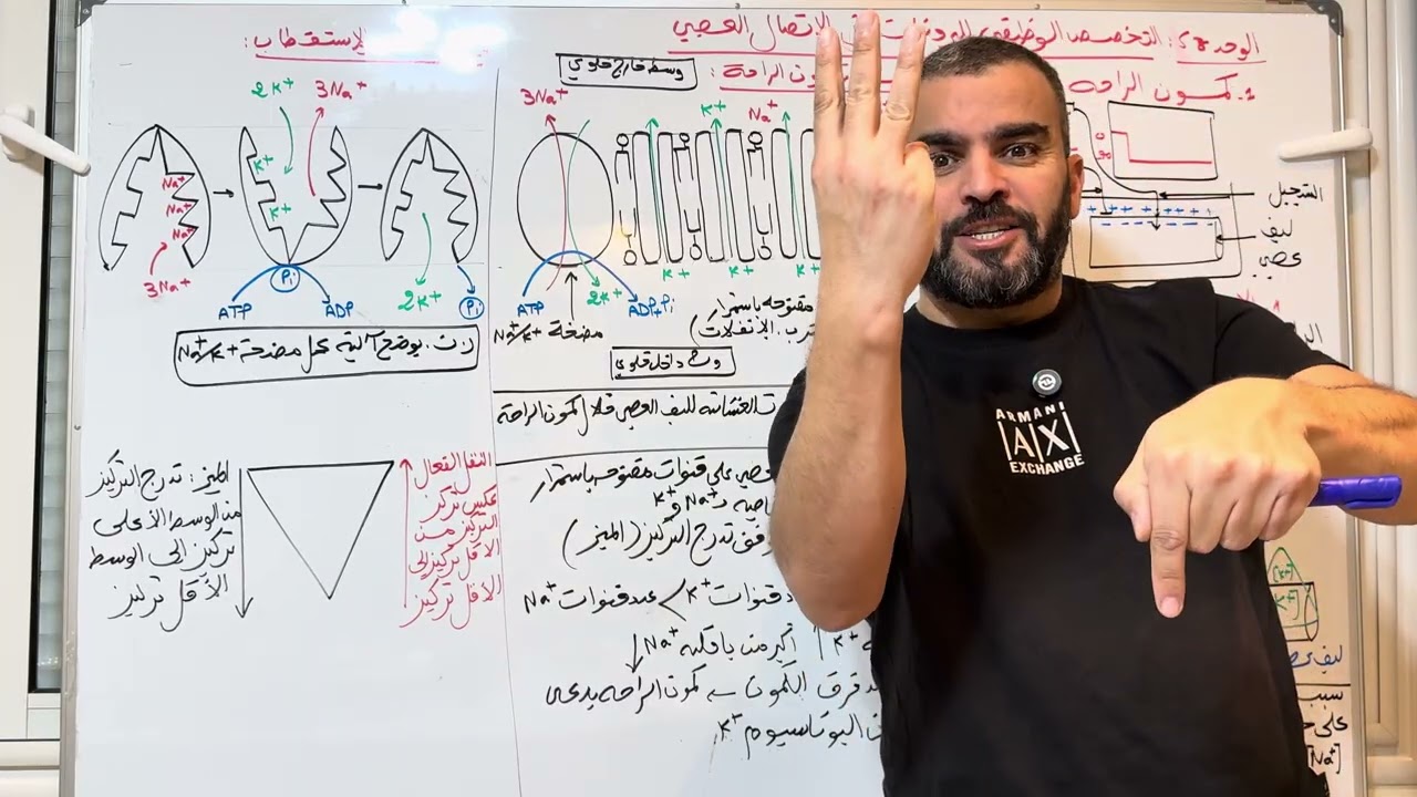 الاتصال العصبي كمون الراحة علوم الطبيعة والحياة بكالوريا