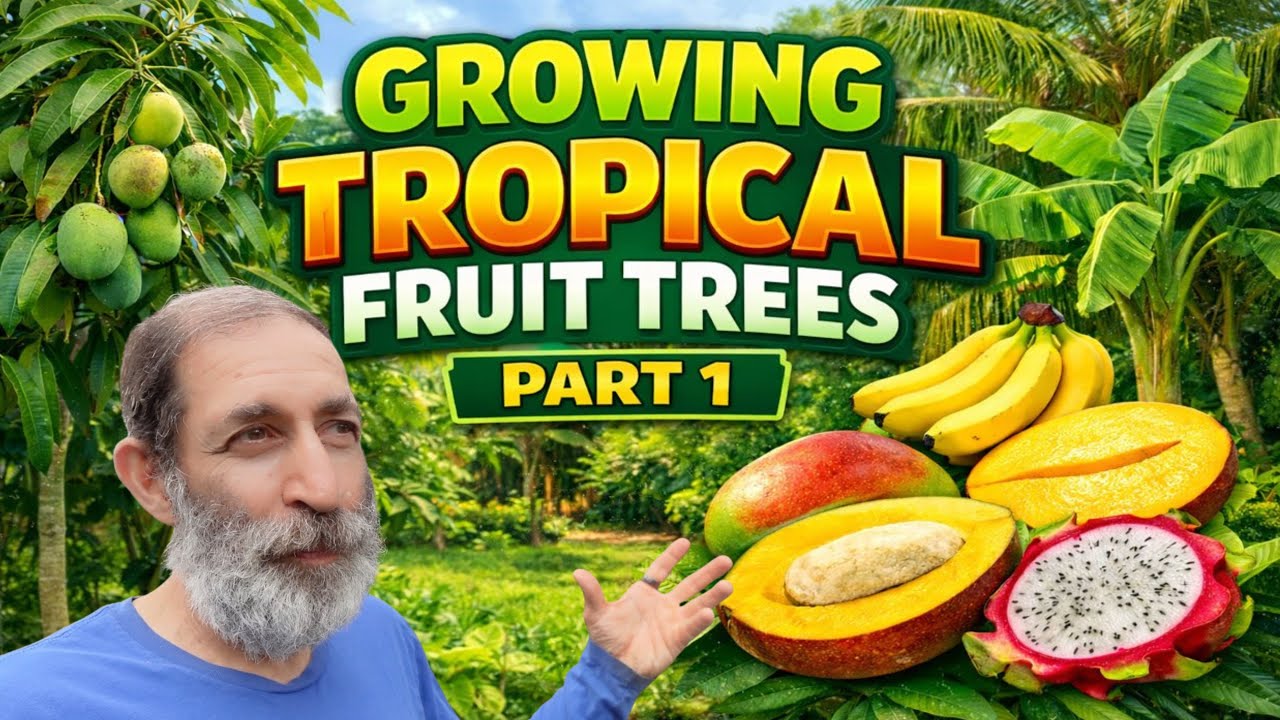 How I Strategically Grow Tropical Fruit Trees in a Small Yard (Max Food Production)