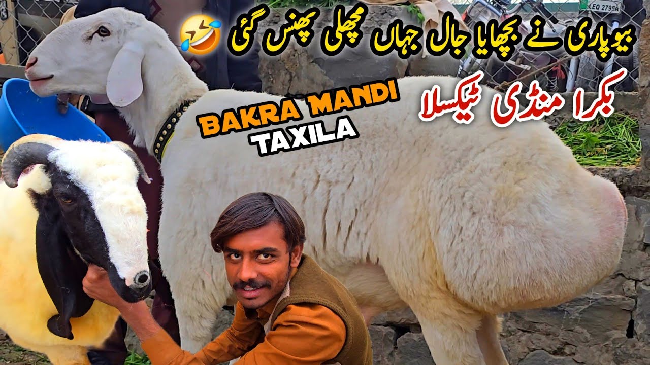 Bakra Mandi Taxila Friday Latest Update 17 January 2026 | Bakra Eid Qurbani 