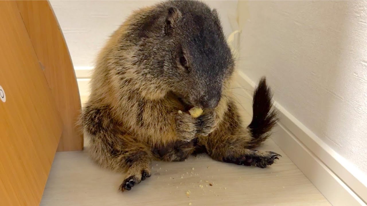 Puku sitting in a position typical of a marmot