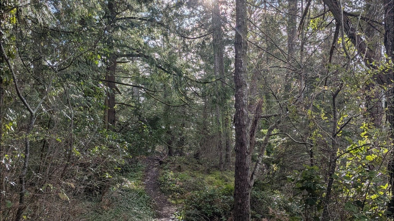 Healthy wilderness walk positive energy and exploring Canada's Forests 🇨🇦🇨🇦🇨🇦🇨🇦🇨🇦🇨🇦🇨🇦