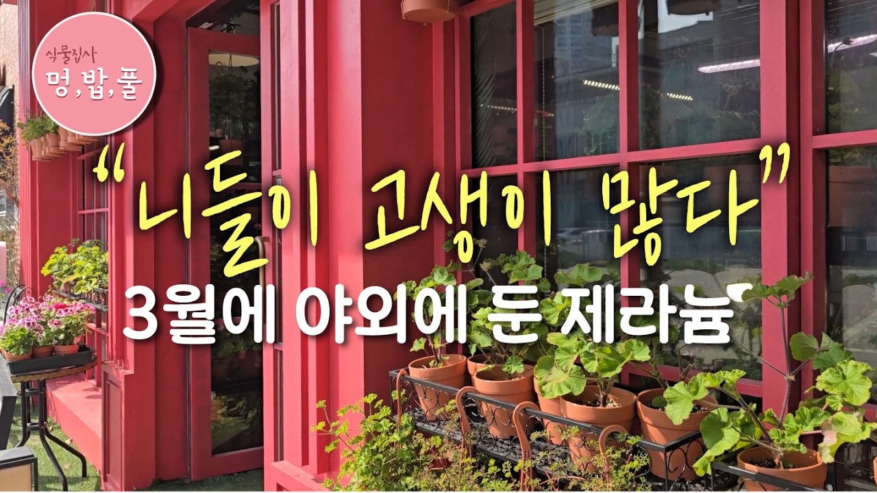 제라늄,3월에 야외에 둬도 될까?Geraniums in March: Can they go outdoors yet?