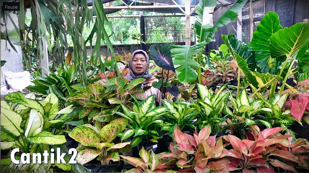 SPILL Tanhis Cantik2 Unik Warna warni Jossh Mantap