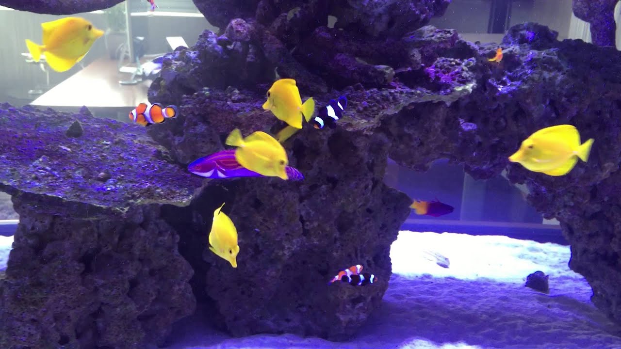 1100G Monster Reef Tank