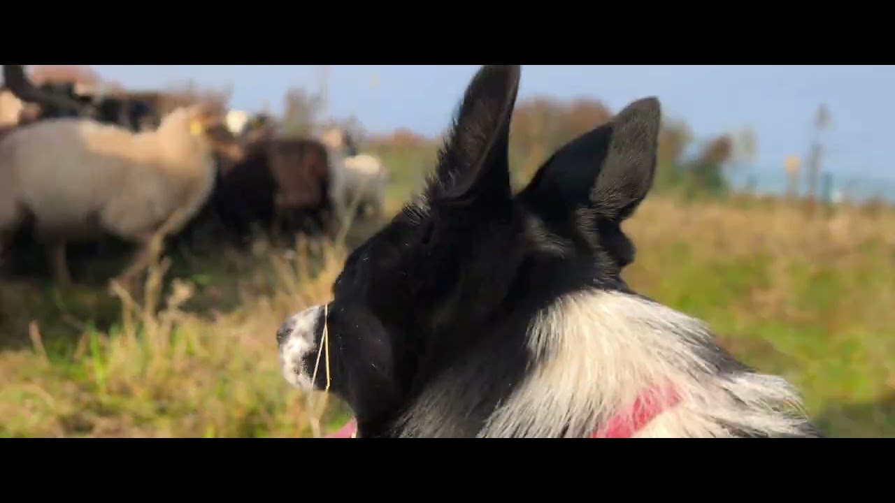 RUBY - Working ram lambs