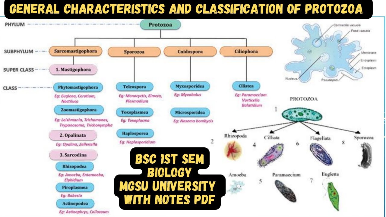 General characteristics and classification of protozoa. | Bsc biology 1st semester mgsu university.