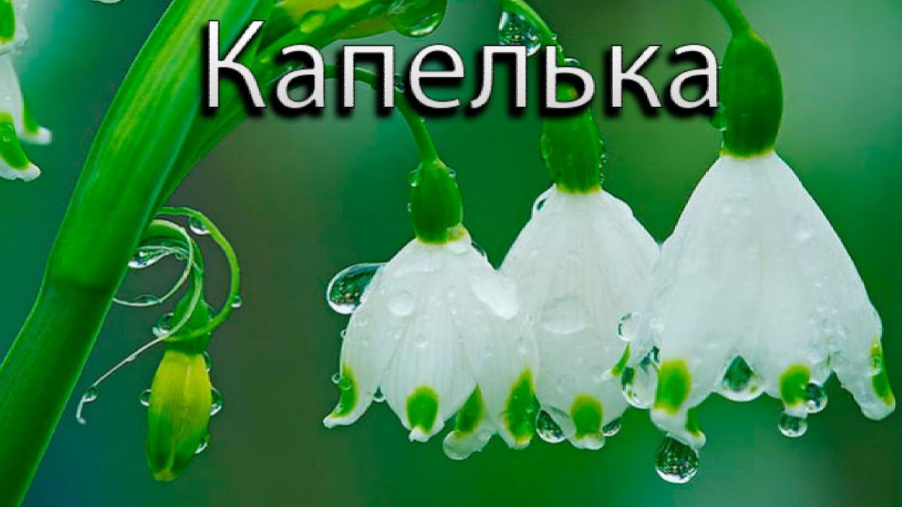 Автор Николай Джинчарадзе — «Капелька». Исп. Софи Чалашвили.