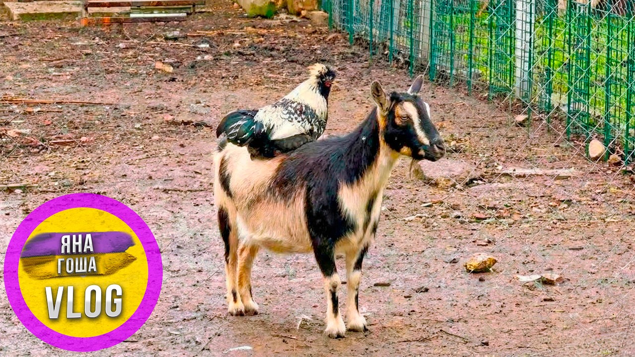 Козы не будут рожать?