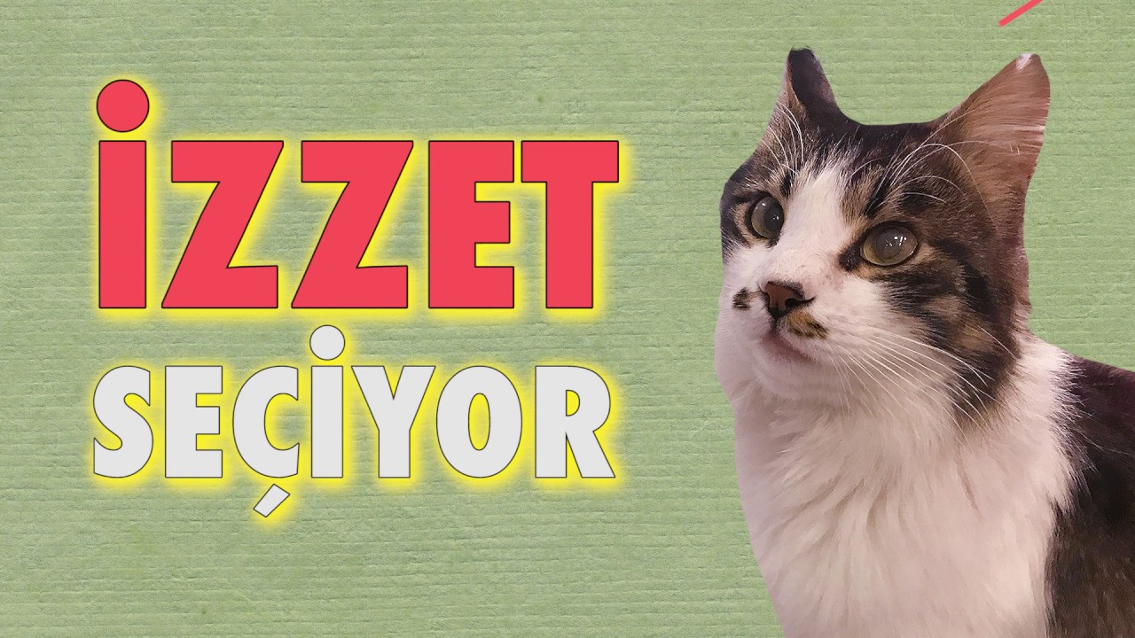 İZZET SEÇİYOR #2 - Ceza Kediden Yapması Bizden