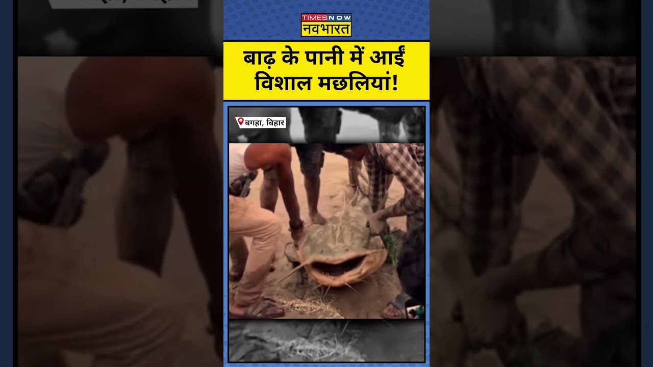 Bihar News: नेपाल बाढ़ से बिहार पहुंचीं रहस्यमयी मछलियां ! #shorts #ytshorts