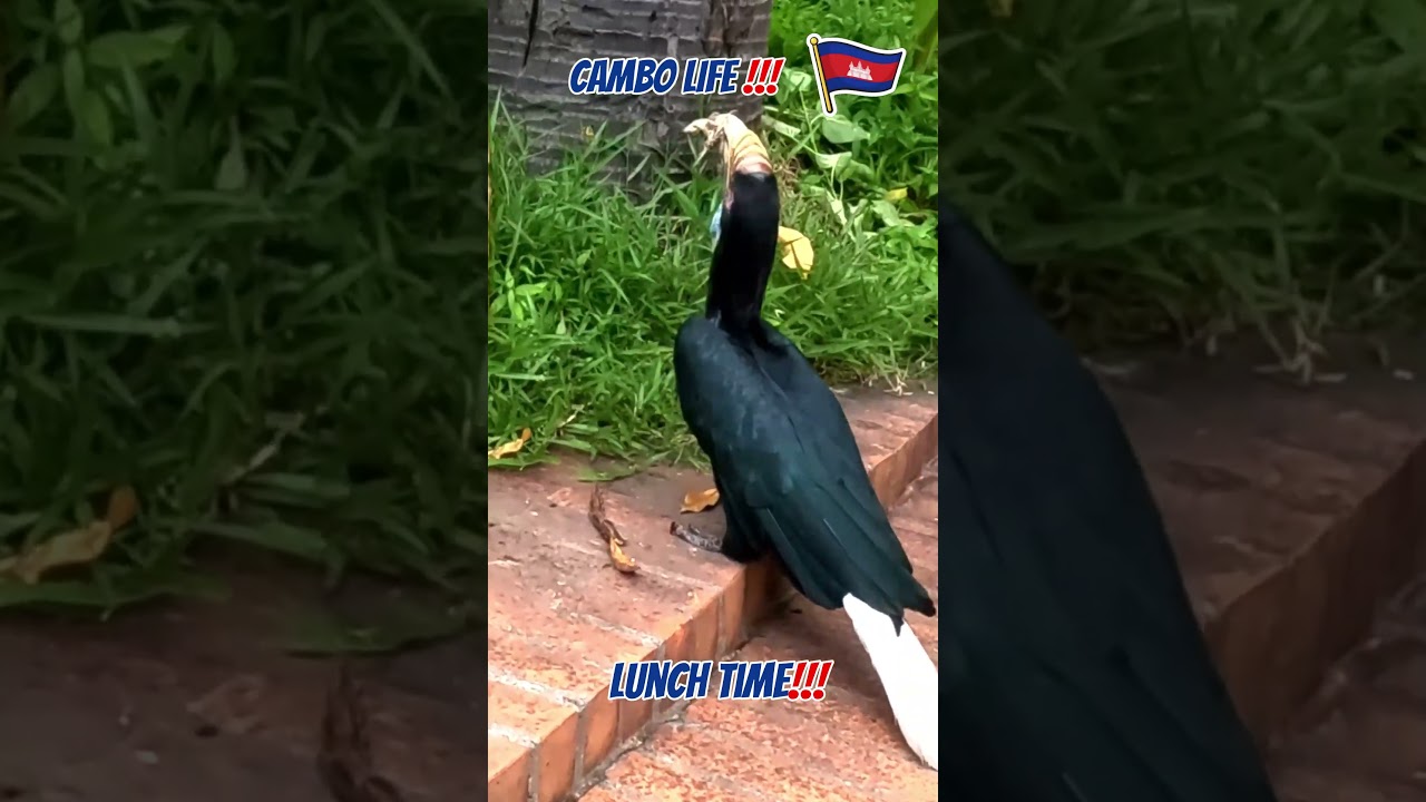 Hungry Great Hornbill!!! 🐦🥰🇰🇭 #greathornbill #birds #cambodia #travel #shorts