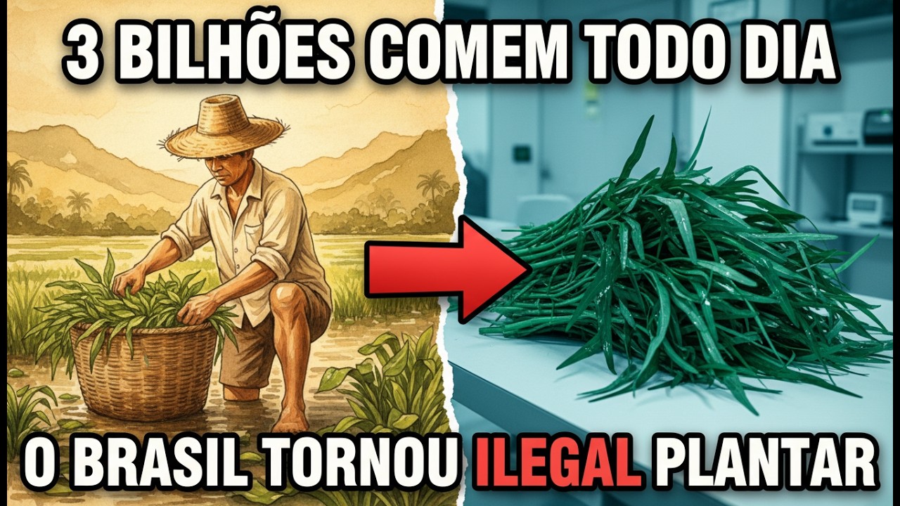 O Vegetal que 3 Bilhões Comem Todo Dia — e que o Brasil Tornou Ilegal Plantar