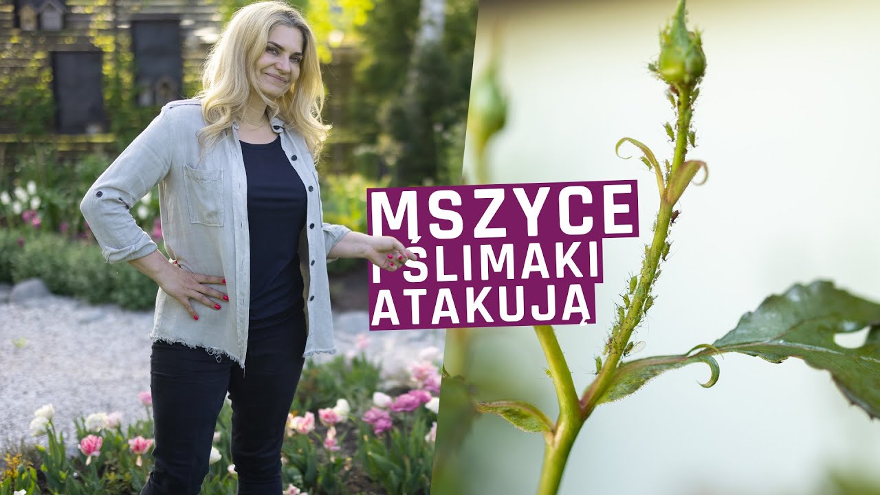 Mszyce i ślimaki atakują. Jak walczyć z mszycami i ślimakami ekologicznie.