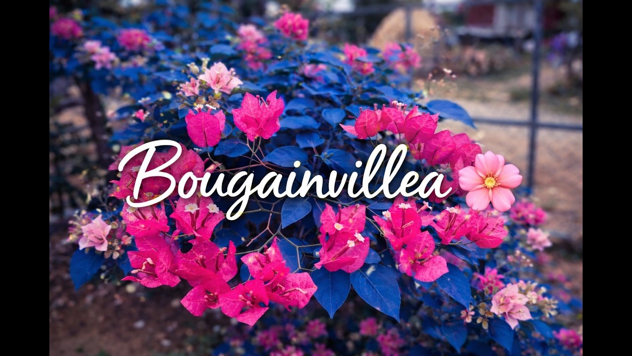 Beautiful Pink Flowers 🌸 Relaxing Nature Sounds 🍃 #relaxing music#natural music