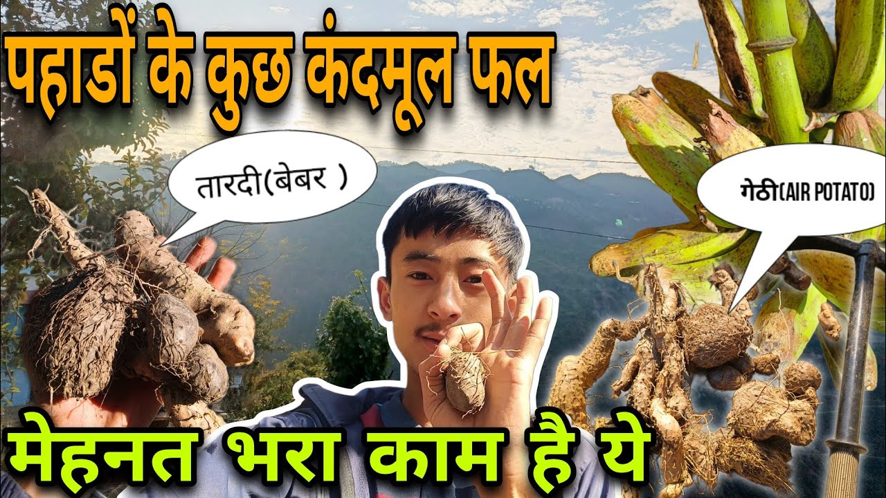 काफी समय के बाद खाने को मिली जंगली सब्जी ||बहुत मेहनत भरा काम है  ||Pahadi Lifestyle ||Village life