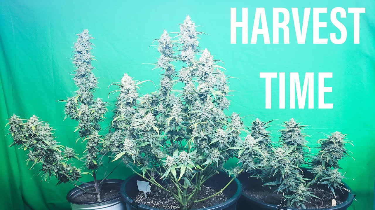 70 Days From Seed - Harvesting The Strawberry Cheese