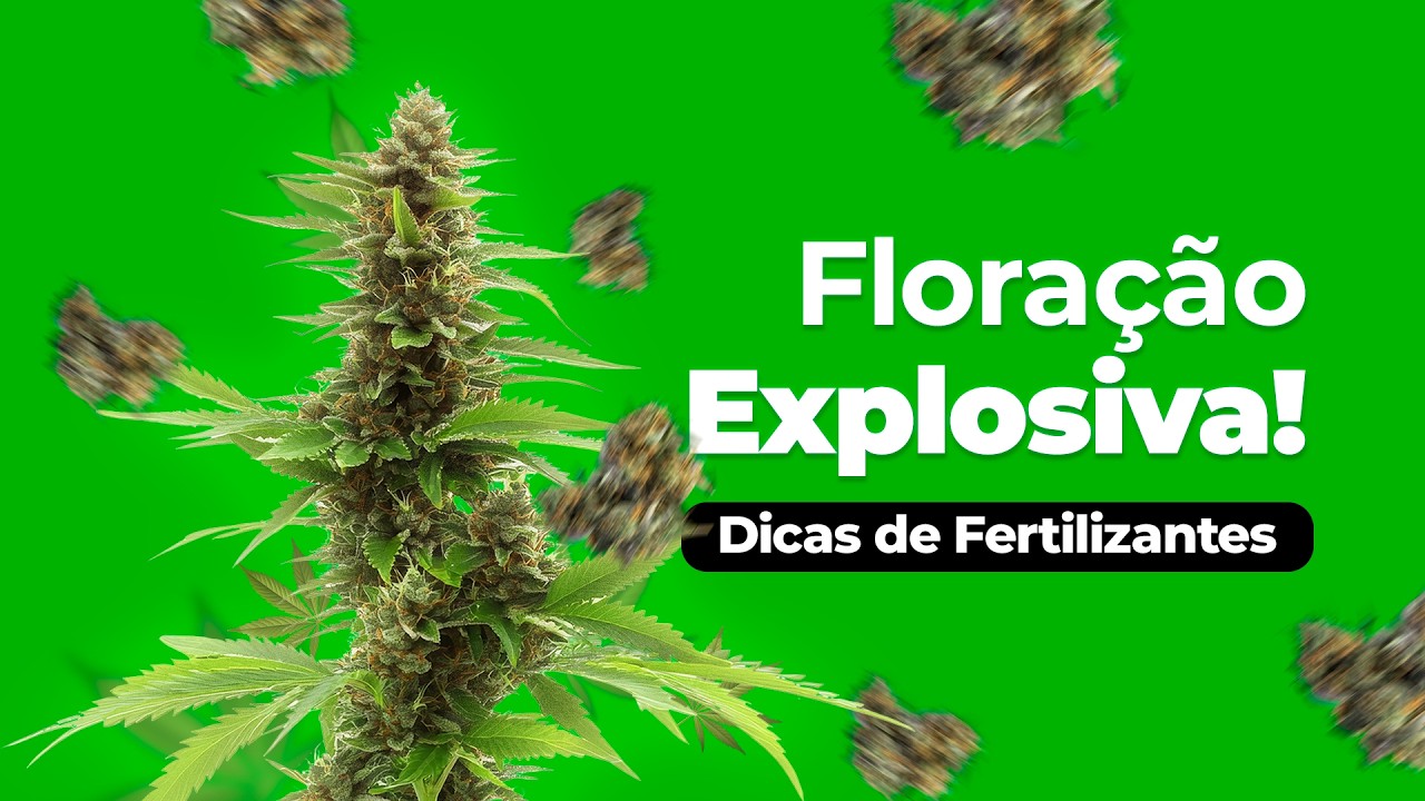 Nutri&ccedil;&atilde;o na Flora&ccedil;&atilde;o: Frequ&ecirc;ncia, Quantidade e Linha Smart Grow no Cultivo Indoor com Jo&atilde;o Lordello