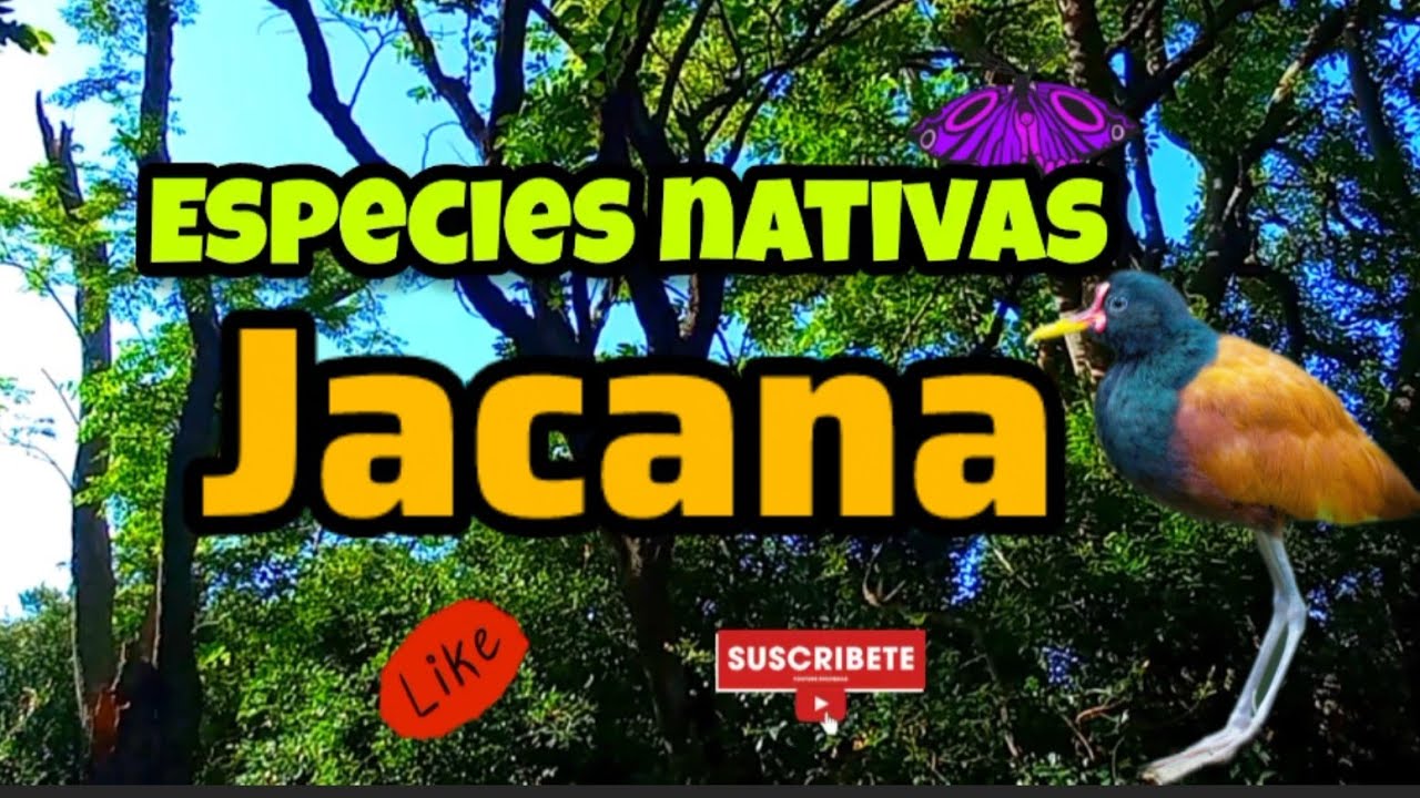 JACANA (jacana jacana) Ave zancuda #naturaleza #especies #ave