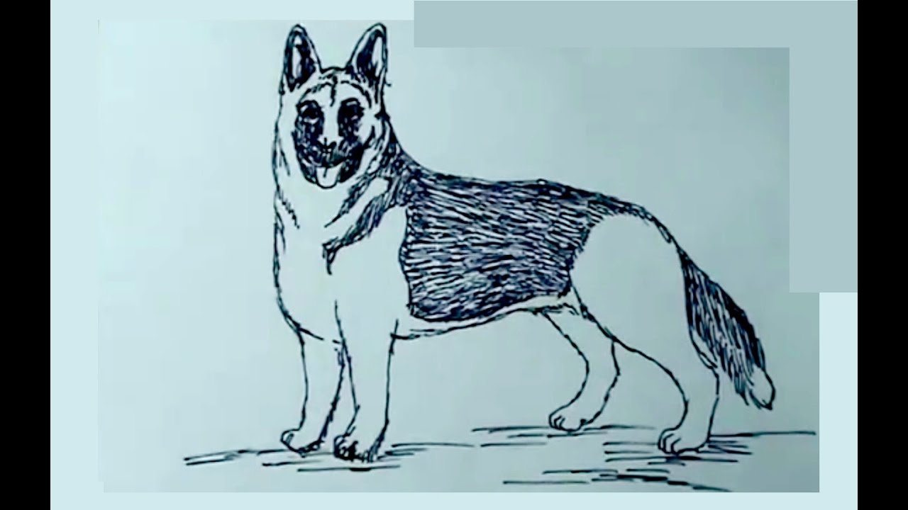 Aprende a dibujar perros 1/4 - Pastor aleman - How to draw a dog