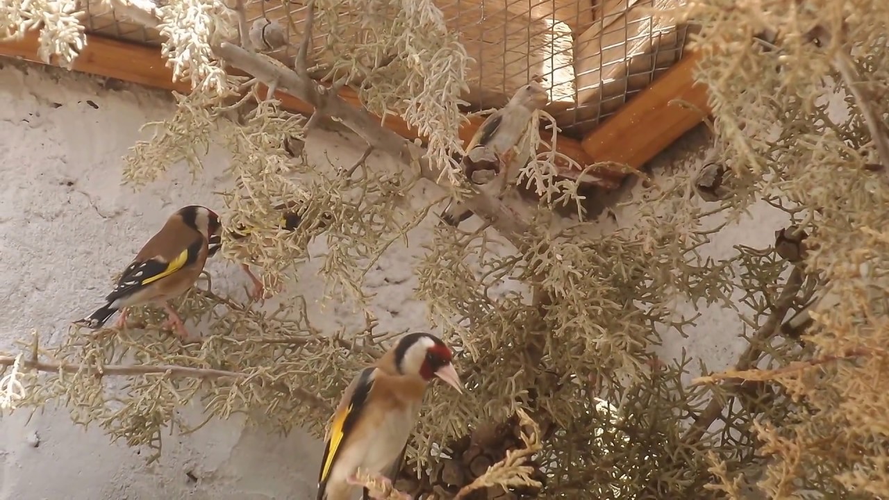الحسون الجزائري الاصيل تيسمسيلت