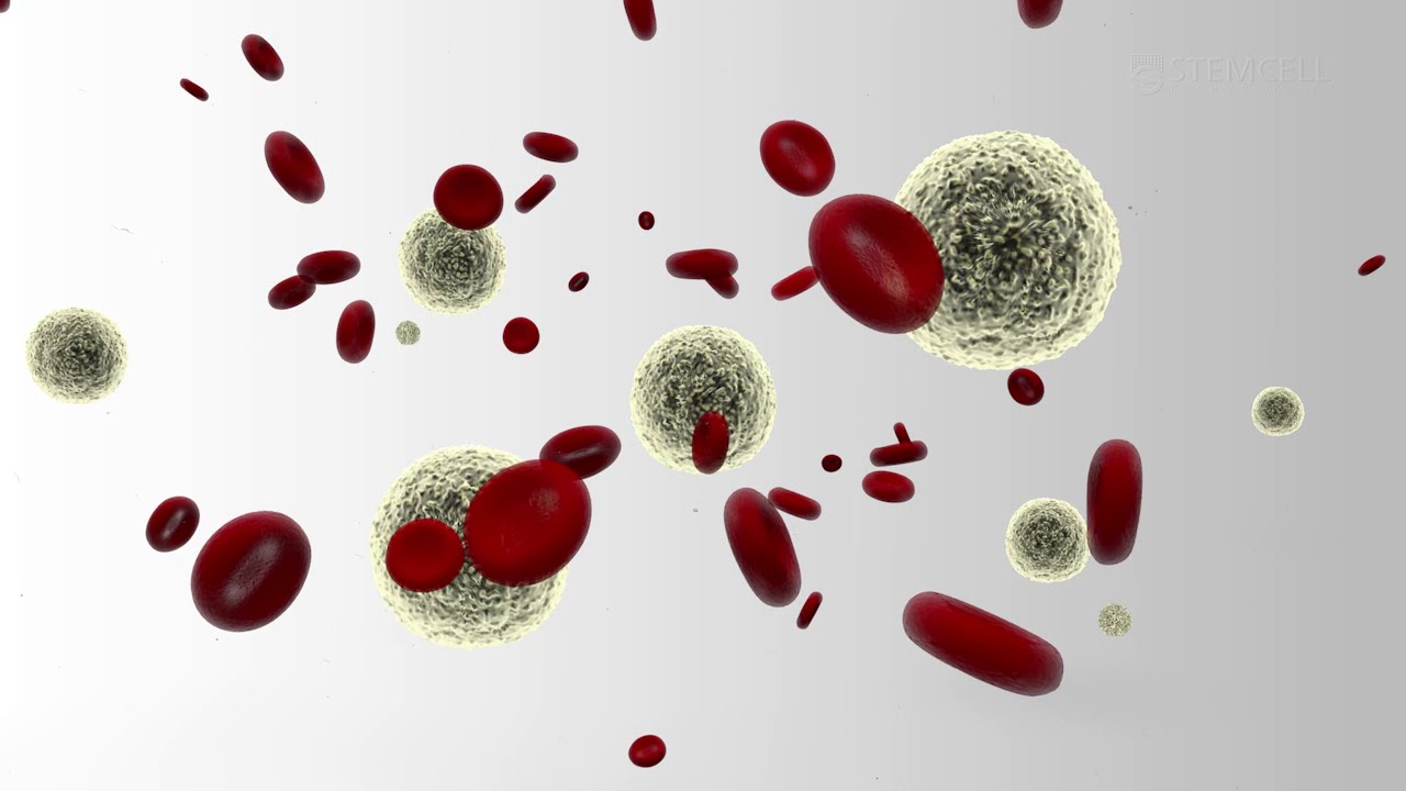 How to Isolate Nucleated Cells from Whole Blood Using HetaSep&trade; Erythrocyte Aggregation Agent