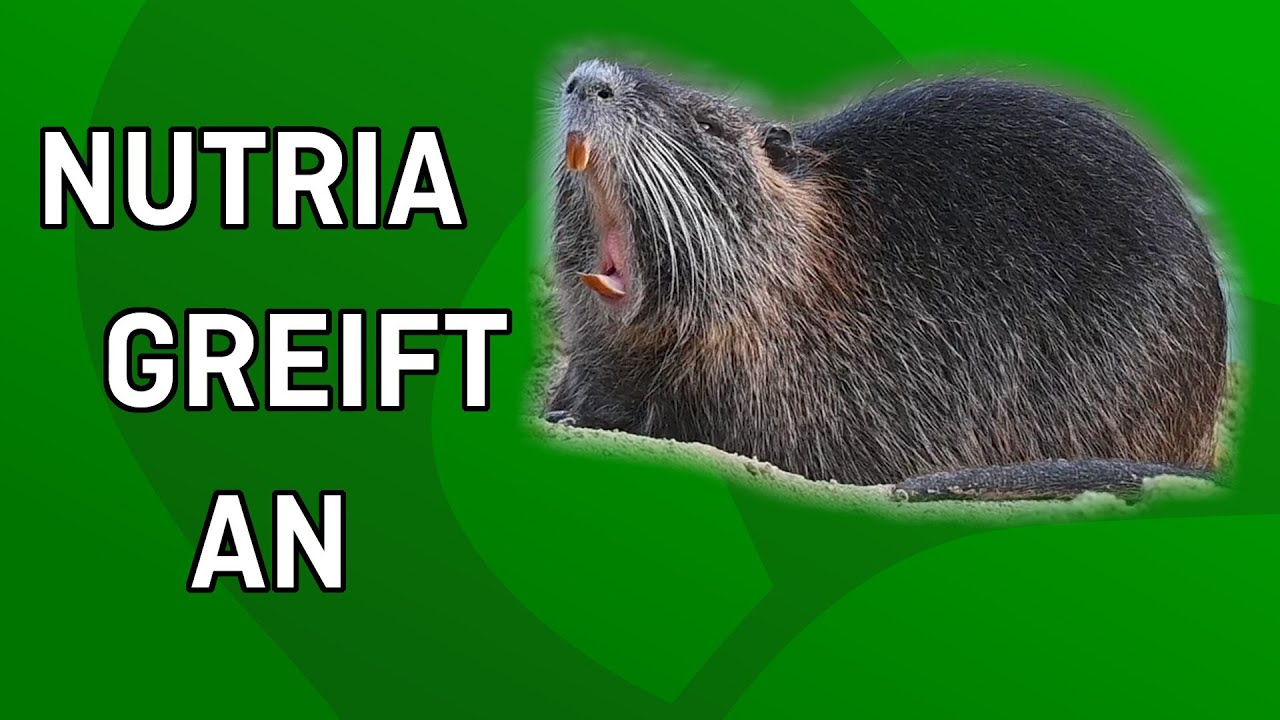 Nutria will mich beißen - Tiernotruf #353