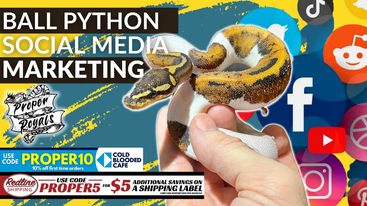 Ball Python Social Media Marketing Machine - My Strategy