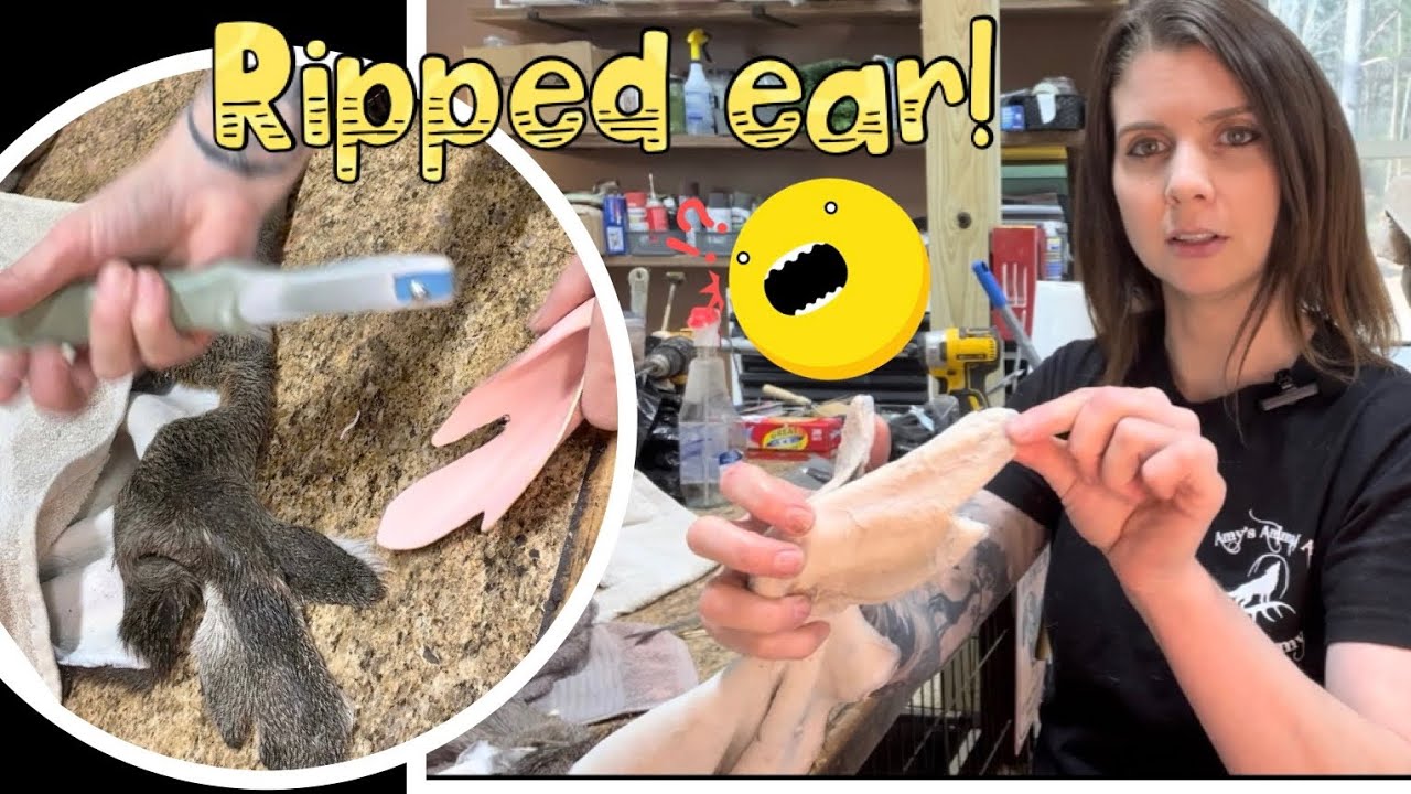 Removing cartilage and installing an ear liner on a badly damaged ear! Taxidermy lesson!