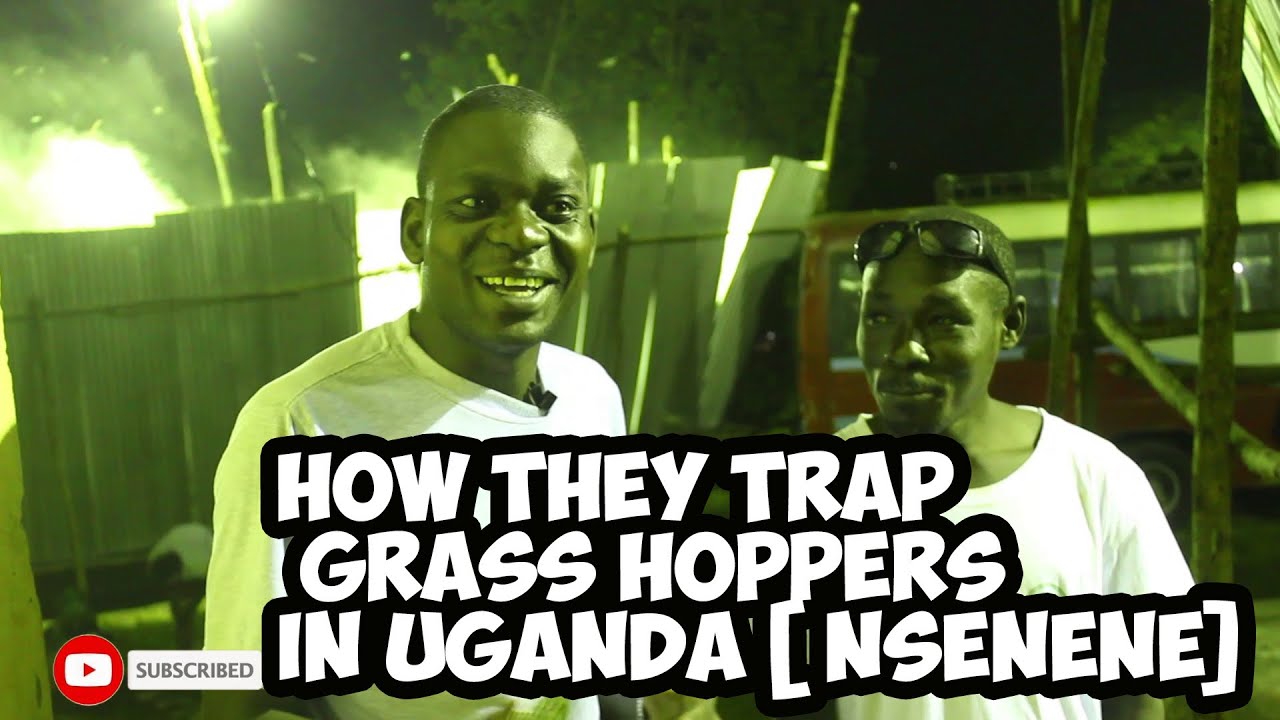 AFRICAN VILLAGE LIFE//HOW THEY TRAP GRASSHOPPERS FOR FOOD IN UGANDA// JABWEL