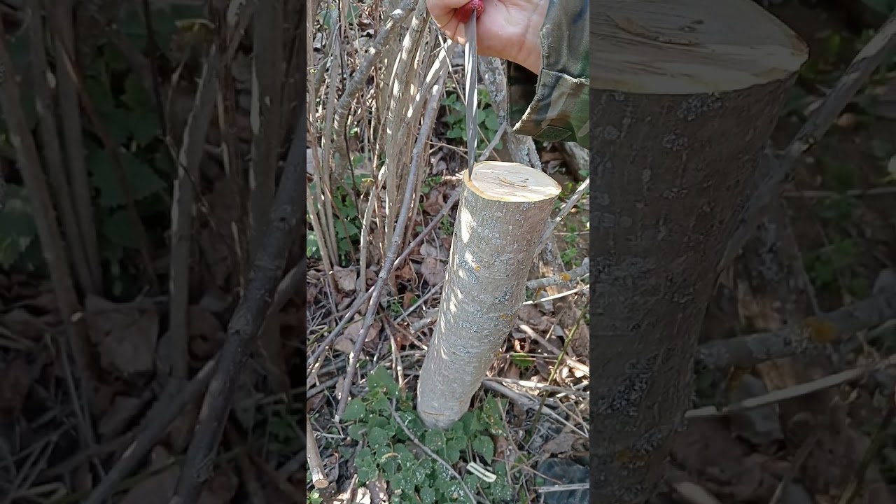 ceviz de kabuk altı kalem aşı nasıl yapılır