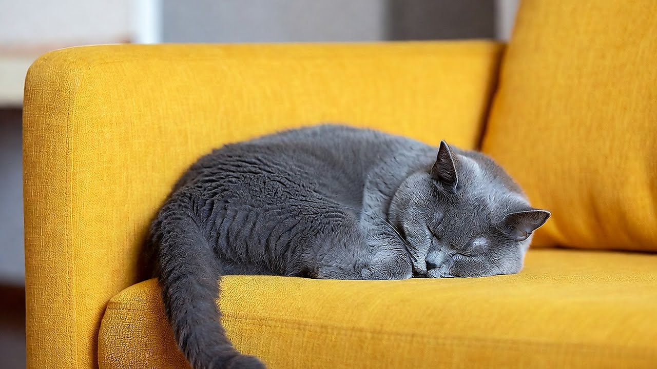 LIVE Cute Sleeping Cats to Help You Relax 🐾 | Season 12