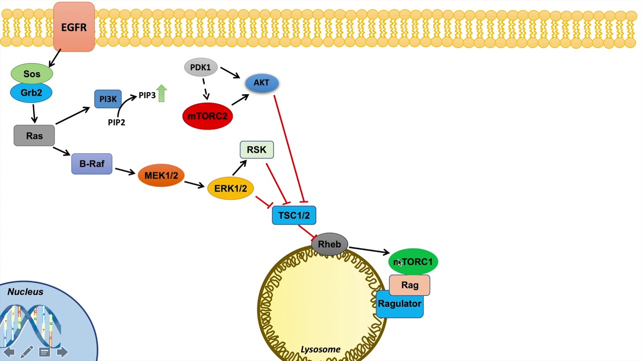 Ras Raf MEK ERK Signaling and the mTOR Pathway | Interactions and Regulation