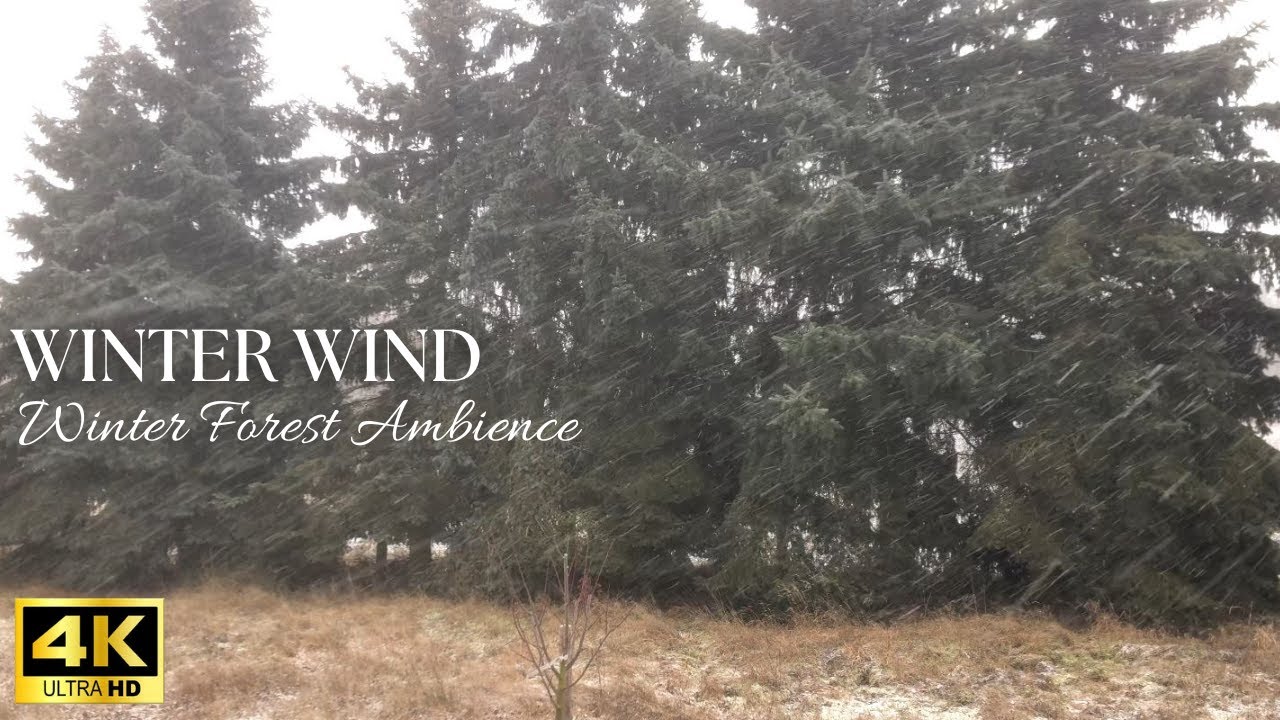 Snowy Evergreen Forest Ambience – Wind, Falling Snow & Quiet Countryside (No Loop)