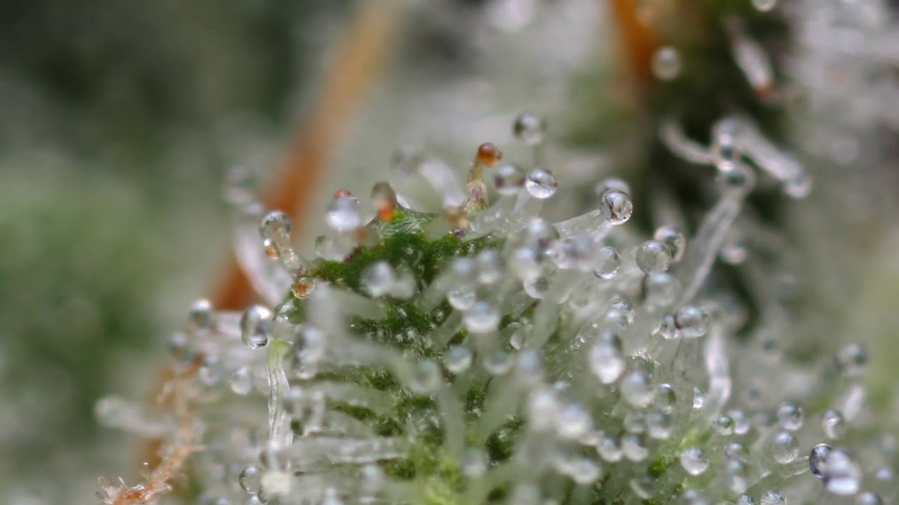 Green: A Pocket Guide to Pot by Dan Michaels and Erik Christiansen