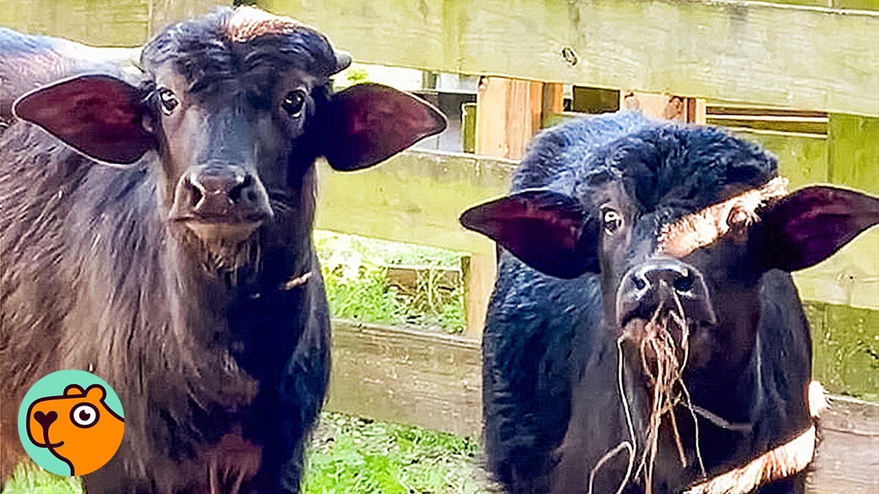 Baby Buffalos Meet Their Big Friend For The First Time | Cuddle Buddies