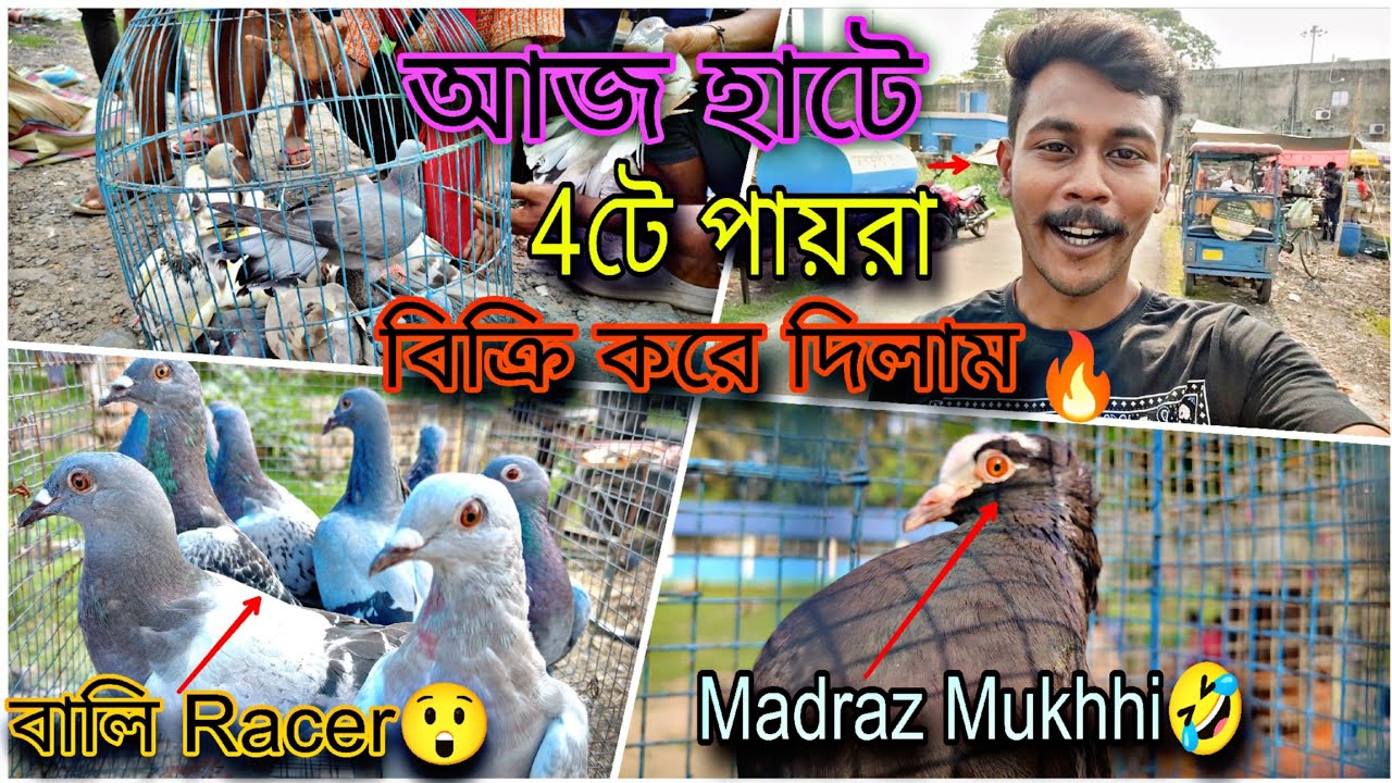 আজ হাটে 4টে পায়রা বিক্রি করে দিলাম//এই প্রথম দেখলাম Madraz Mukhhi🤣#myworld #petsvlog