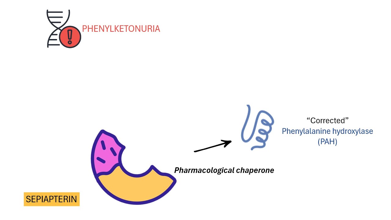 How Sepiapterin Treats Phenylketonuria (PKU) | Pharmacology Explained